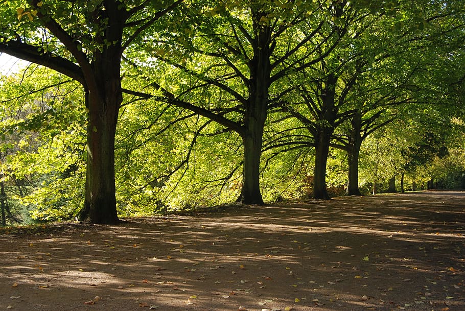trees, shady, green, shadow, leafy, wood, plant, growth, nature HD wallpaper