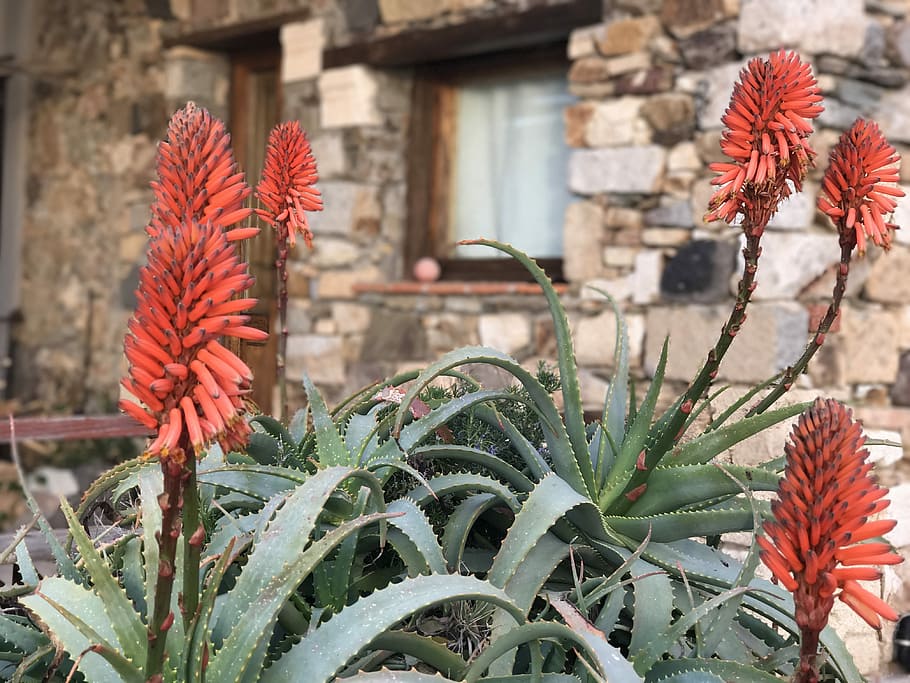 Porto, Palma, Tranquility, plant, flower, red, building exterior HD wallpaper