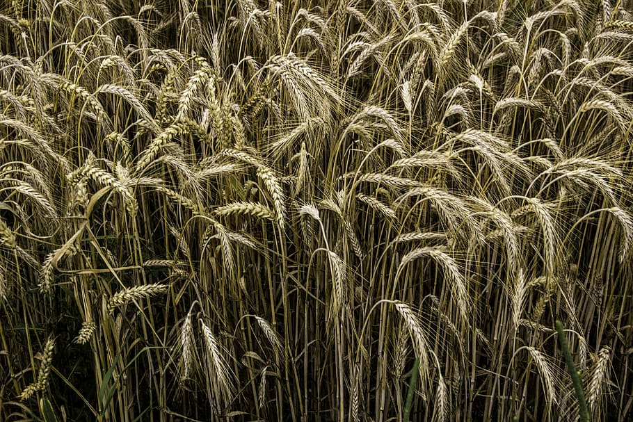 cereals, rye, rye field, grain, nature, spike, cornfield, of course HD wallpaper