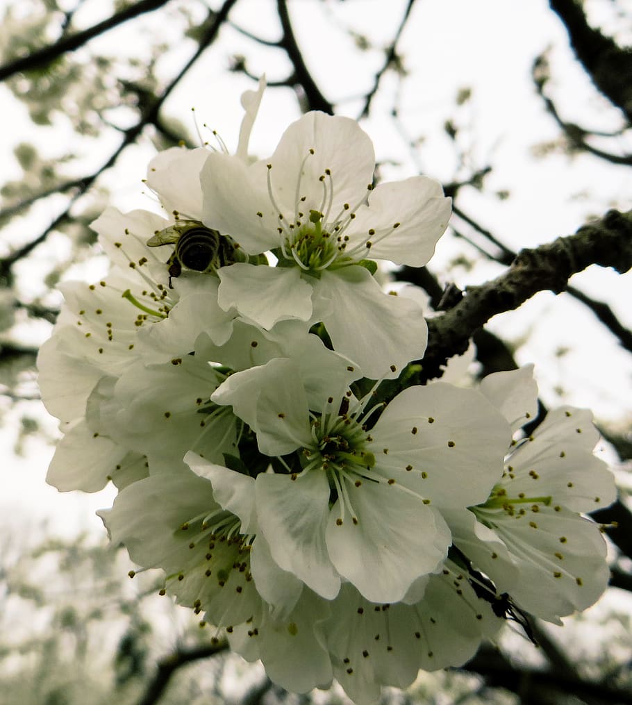 spring, spring awakening, blossom, bloom, cherry blossom, bee HD wallpaper