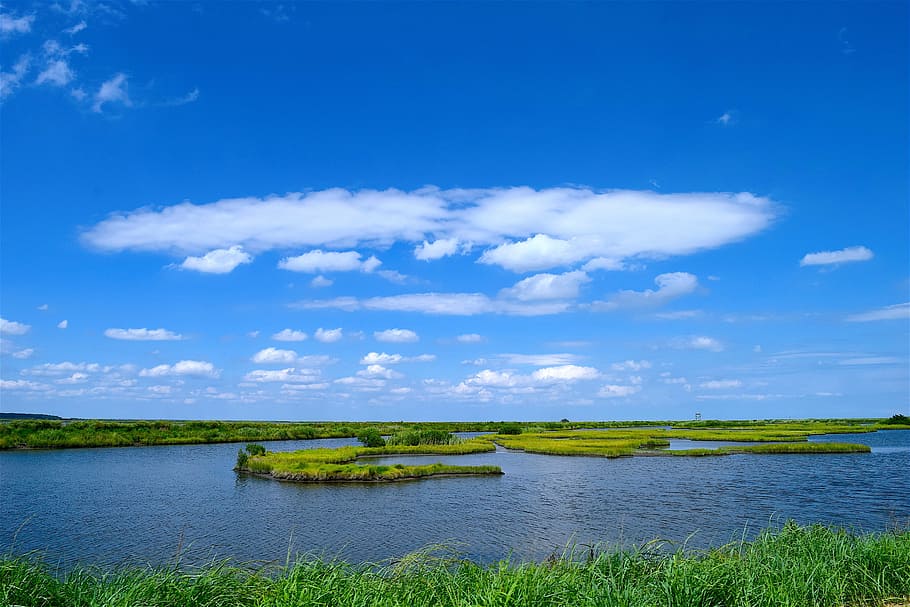 marsh, water, sky, grass, nature, landscape, green, wetland HD wallpaper