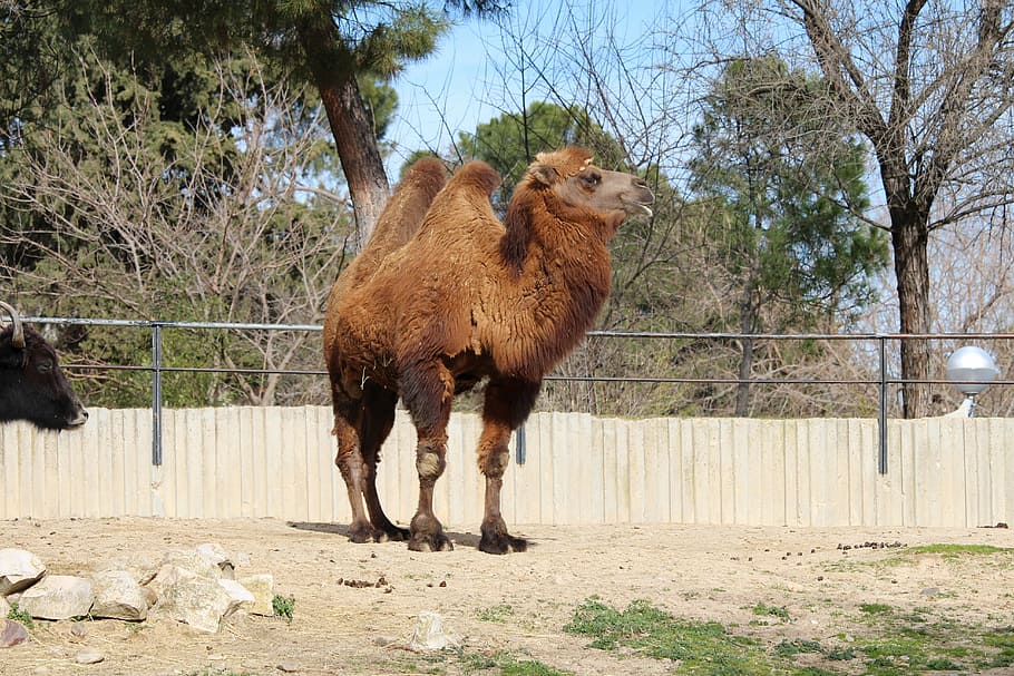 camel, animals, zoo, mammal, animal themes, plant, tree, vertebrate HD wallpaper