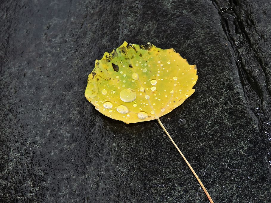 autumn, leaf, stone, yellow, fall foliage, drop of water, close-up HD wallpaper