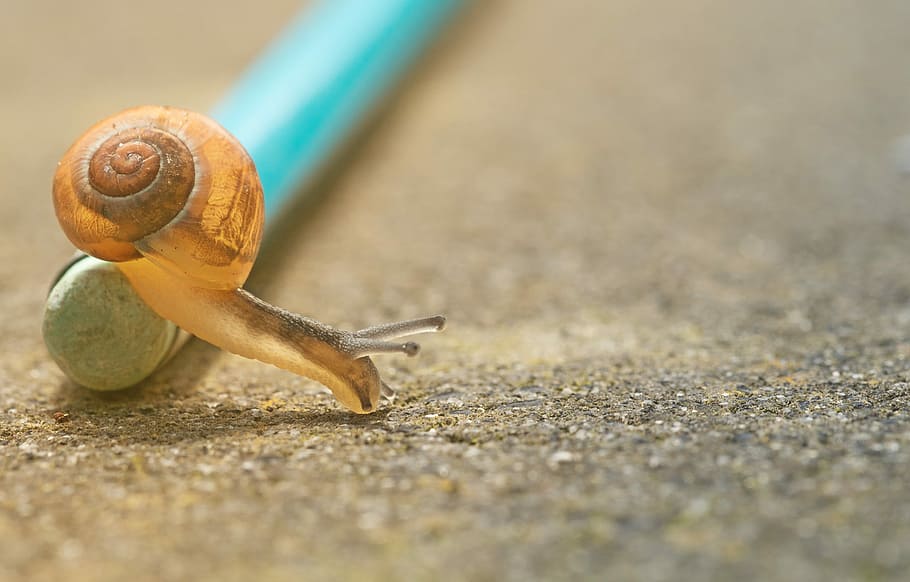 closeup photo of orange snail crawling down pencil on ground, selective photography of snail on teal pole HD wallpaper