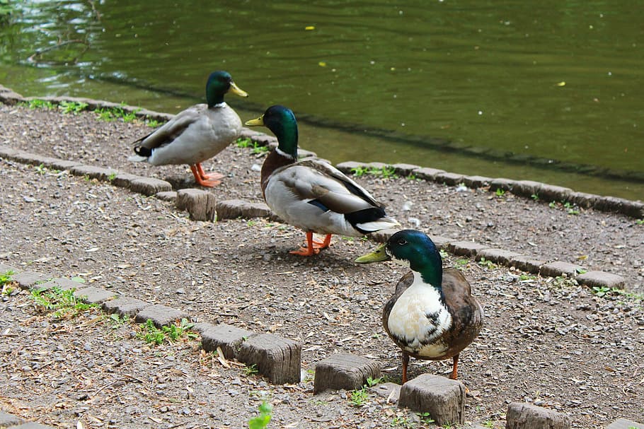 Ducks, Bach, River, Nature, Water, Bank, waters, rest, mood HD wallpaper