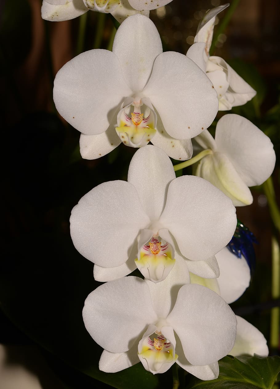 orchid, rainforest, blossom, bloom, flower, flowering plant HD wallpaper