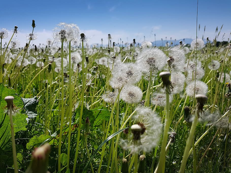 dandelion, meadow, spring, grass, white, green, mountains, plant HD wallpaper