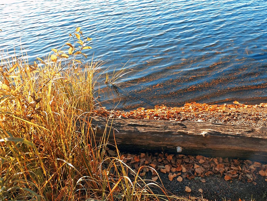 lake, fall, water, driftwood, nature, grass, contemplation HD wallpaper