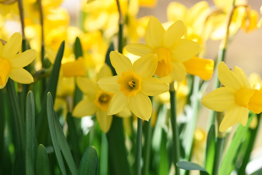 yellow petaled flower, daffodils, spring flowers, yellow flowers HD wallpaper