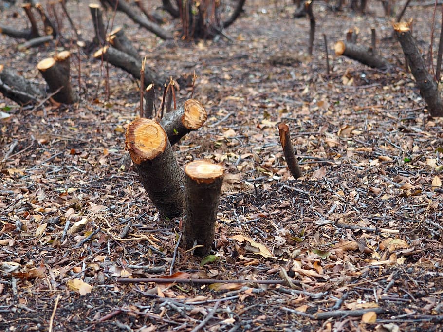 tree, stubs, park, nature, natural, plant, wood, land, forest HD wallpaper