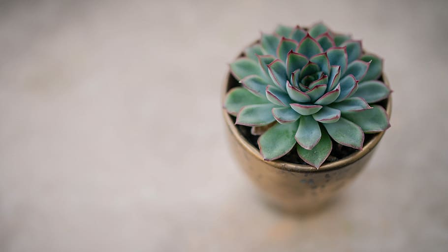 green succulent plant in pot, succulent plant flat lay photography