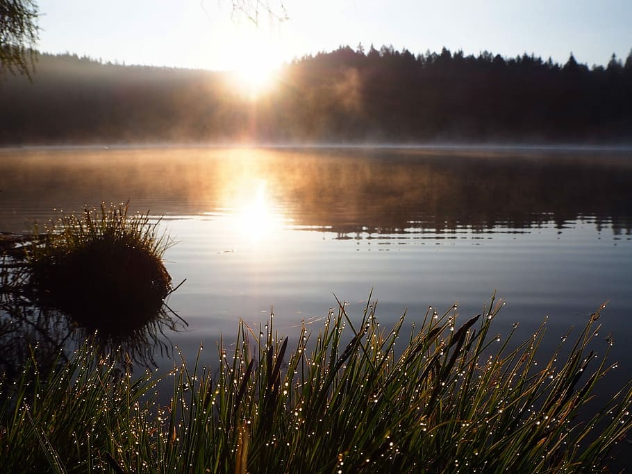 Sunrise, Mist, Dew, Nature, Morning, light, outdoor, dawn, spring HD wallpaper