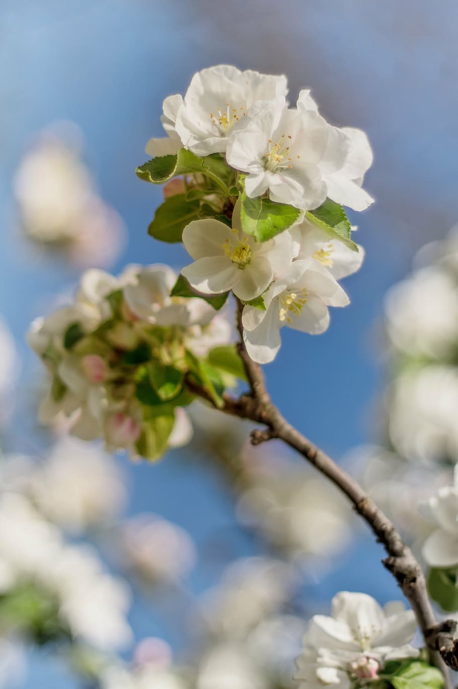 flower, spring, spring flower, sunshine, focus on foreground HD wallpaper