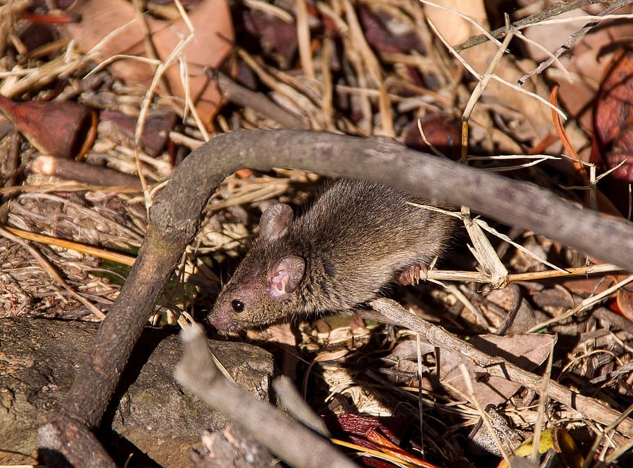 antechinus, marsupial mouse, native, australia, wild, hidden HD wallpaper
