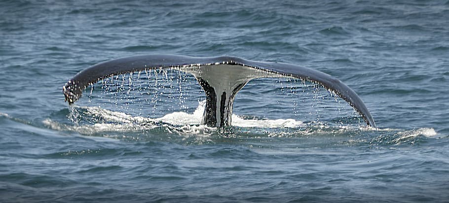 whale fluke, tail, sea, ocean, mammal, fish, huge, animal, animals in the wild HD wallpaper