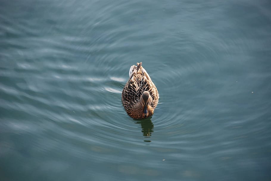Duck, Water, Bird, one animal, animals in the wild, animal wildlife HD wallpaper
