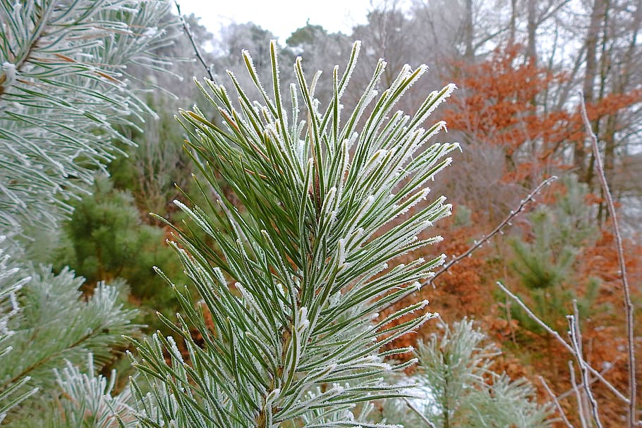 tree, nature, winter, needle, frost, pine, plant, growth, pine tree HD wallpaper