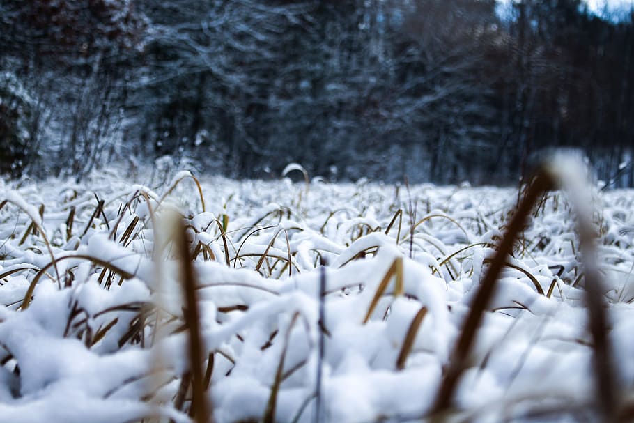 snow, grass, winter, nature, landscape, cold, outdoor, scenery HD wallpaper