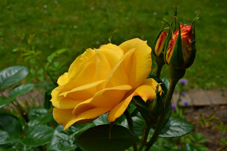 nature, garden, flowers, yellow, roses, yellow flowers, yellow roses, HD wallpaper