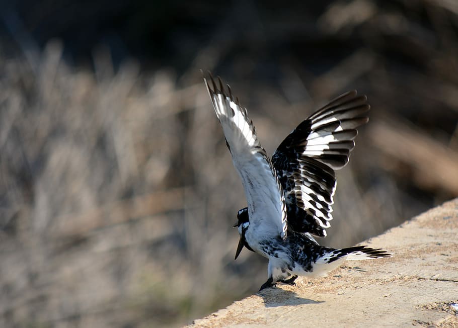 Bird, Nature, Wings, Taking Off, black and white, feather, fauna HD wallpaper