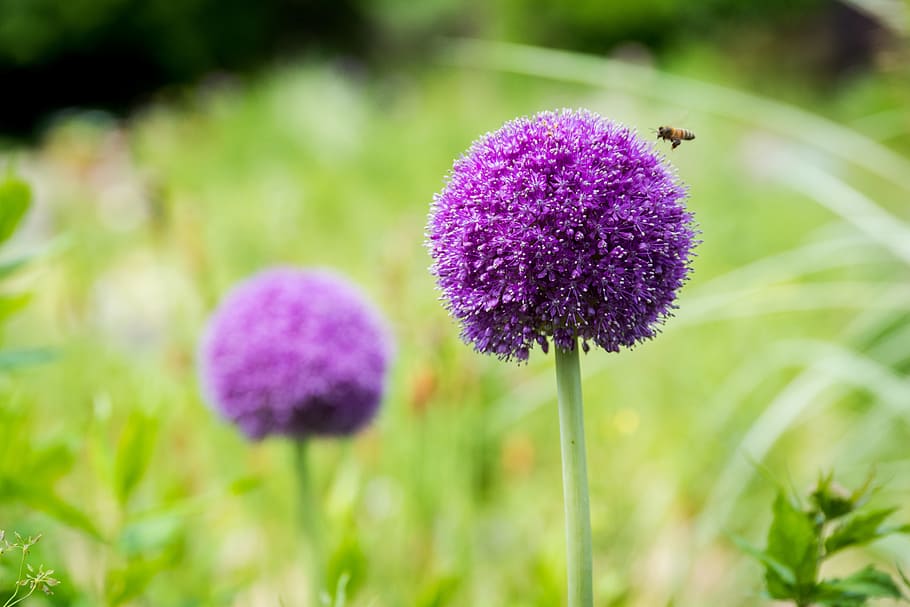 nature, flowers, purple, petals, bee, bloom, blossom, close-up HD wallpaper