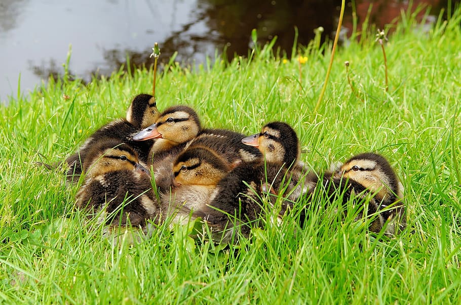 yellow-and-black ducklings on grass field, ducks, chicks, small HD wallpaper