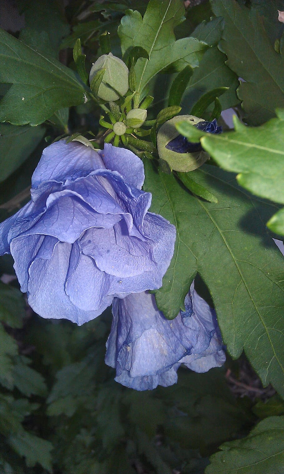flowers, blue, nature, plant, leaf, growth, plant part, beauty in nature HD wallpaper
