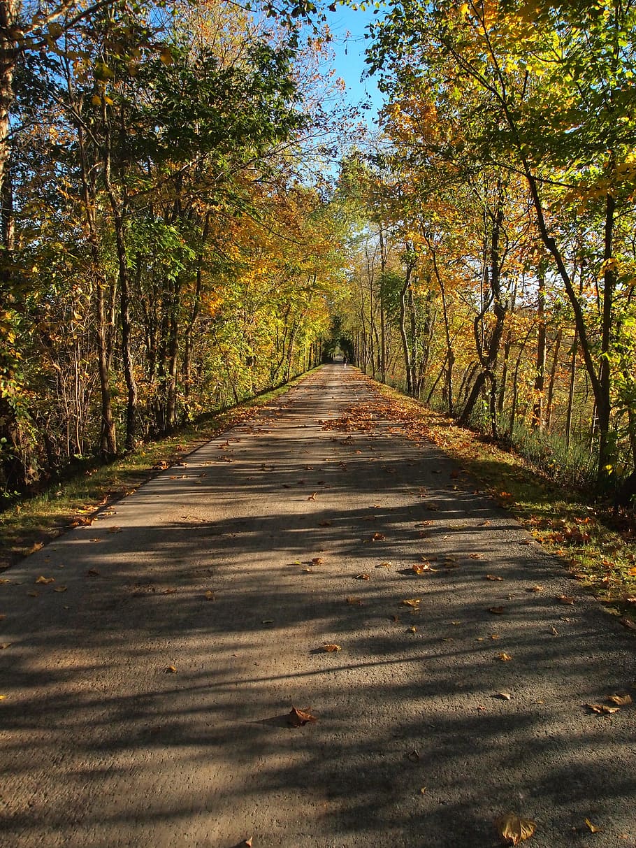 Trail, Road, Path, Trees, Autumn, Fall, color, asphalt, landscape HD wallpaper