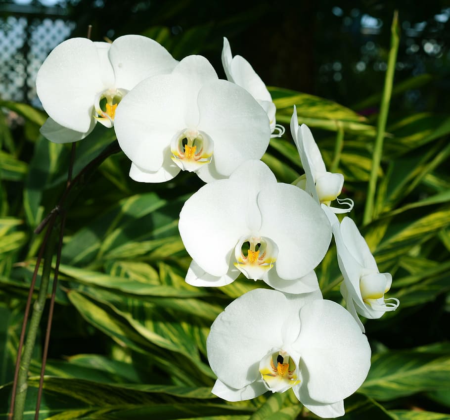 orchids, white, flowers, botany, nature, plant, blossom, flora HD wallpaper