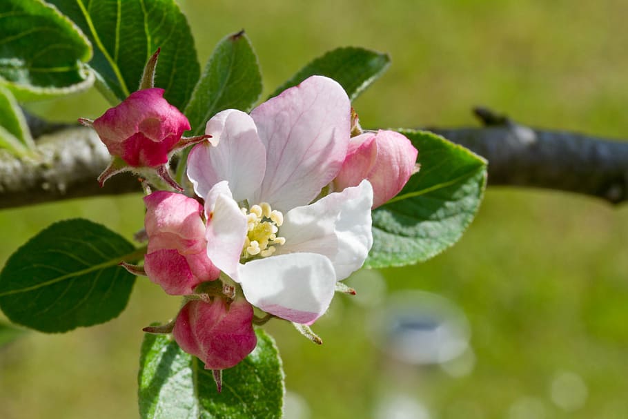 white and pink flowering plant, apple blossom, apple tree, bloom HD wallpaper