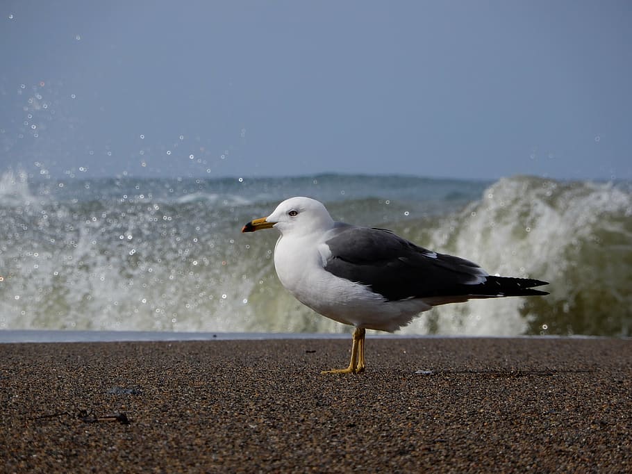 animal, sea, beach, wave, sea gull, seagull, seabird, wild animal HD wallpaper