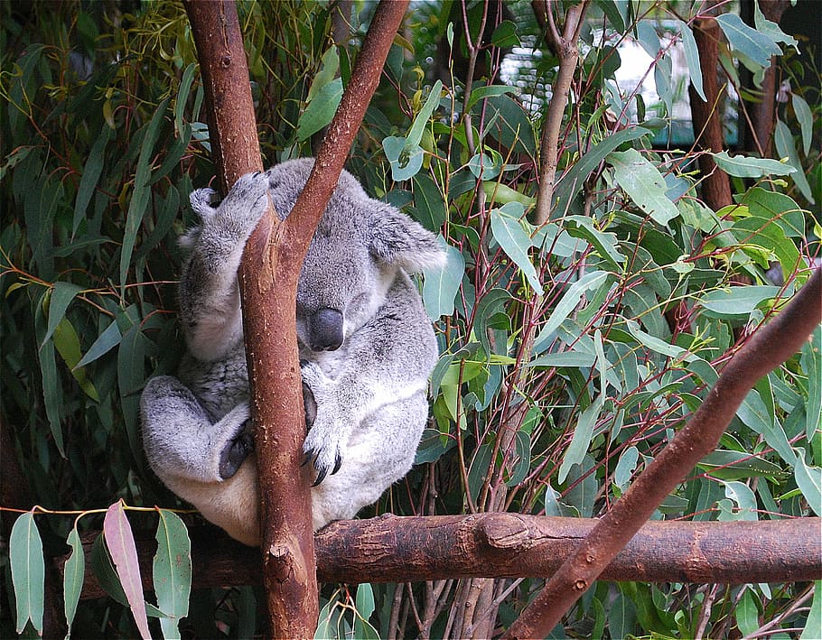 koala, bear, animal, cute, wildlife, eucalyptus, zoo, animal themes HD wallpaper