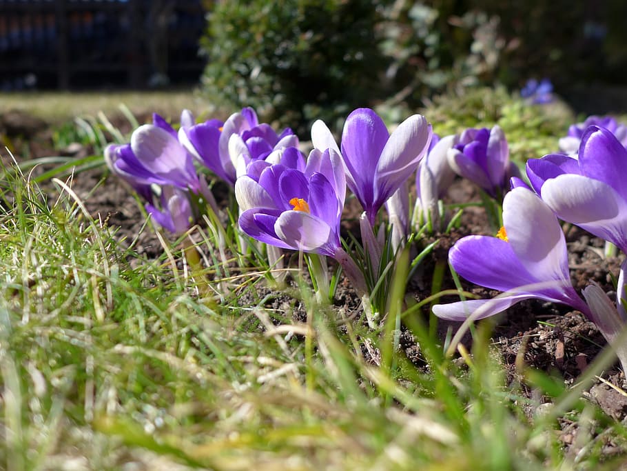 spring, blossom, bloom, purple, bühen, plant, violet, nature, HD wallpaper
