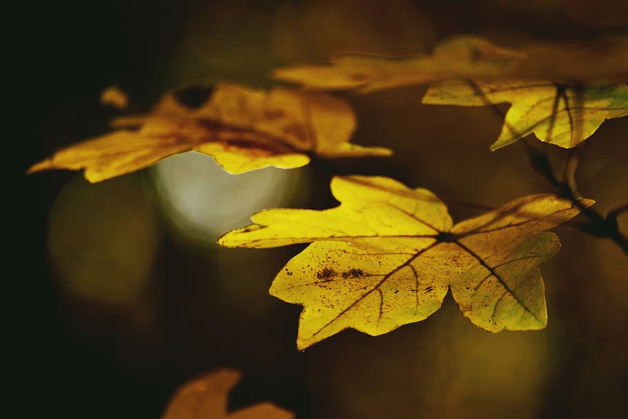 Foliage, Autumn, Forest, Maple, Colorful, yellow, leaf, reflection HD wallpaper