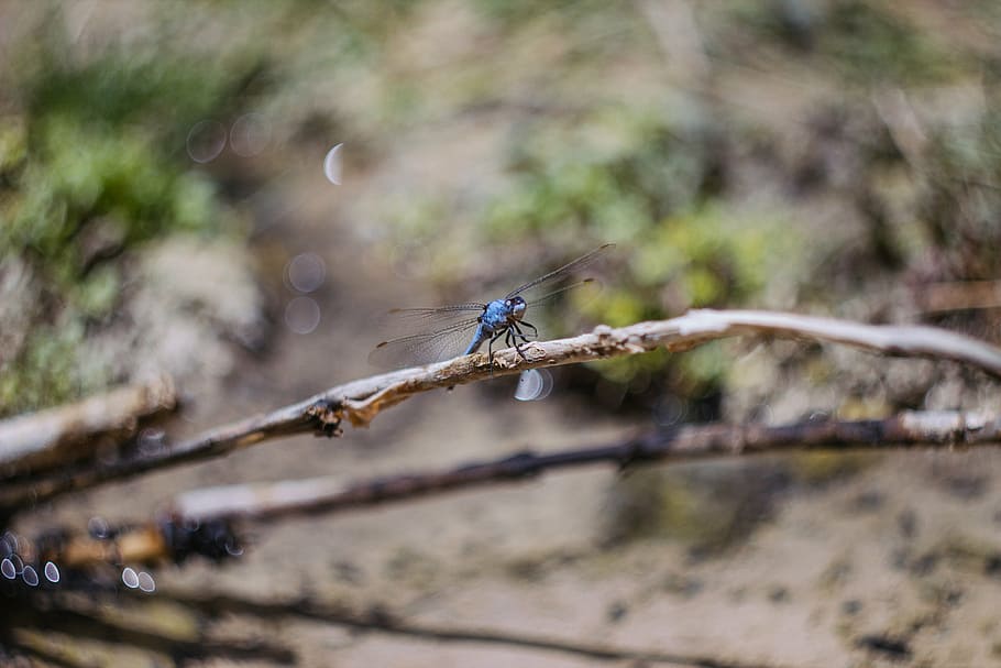 branch, dragonfly, insect, macro, nature, twig, animal, wildlife HD wallpaper
