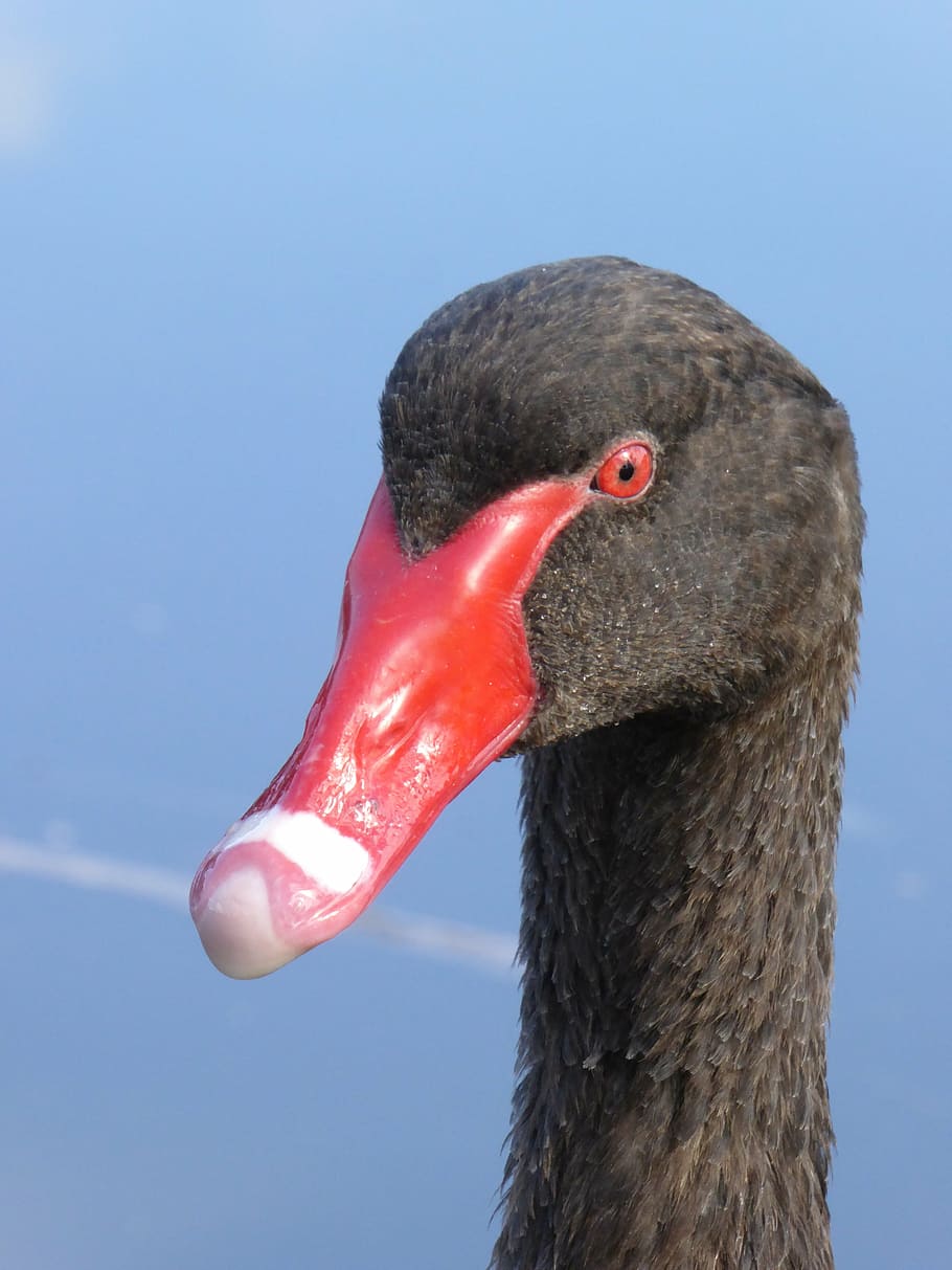 headshot, swan, black, one animal, animals in the wild, animal themes HD wallpaper