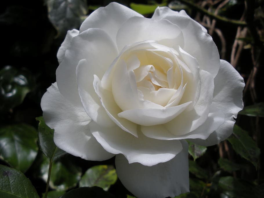 shallow focus photography of white flower, white rose, garden HD wallpaper