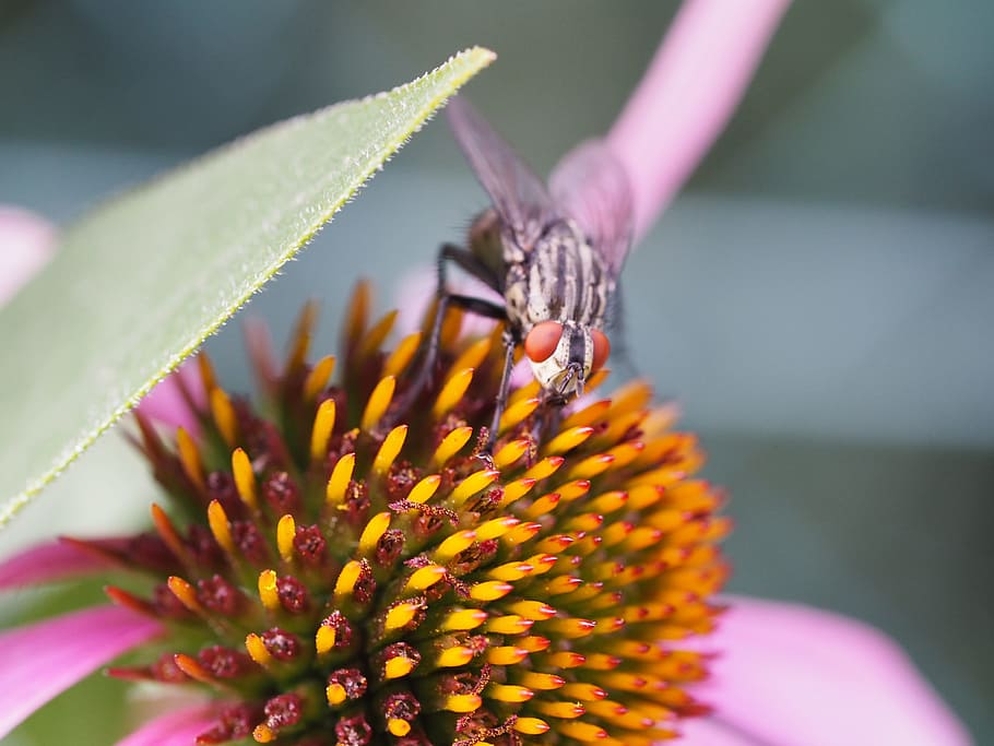fly, insect, macro, nature, animals, flowers, leaf, flight insect HD wallpaper