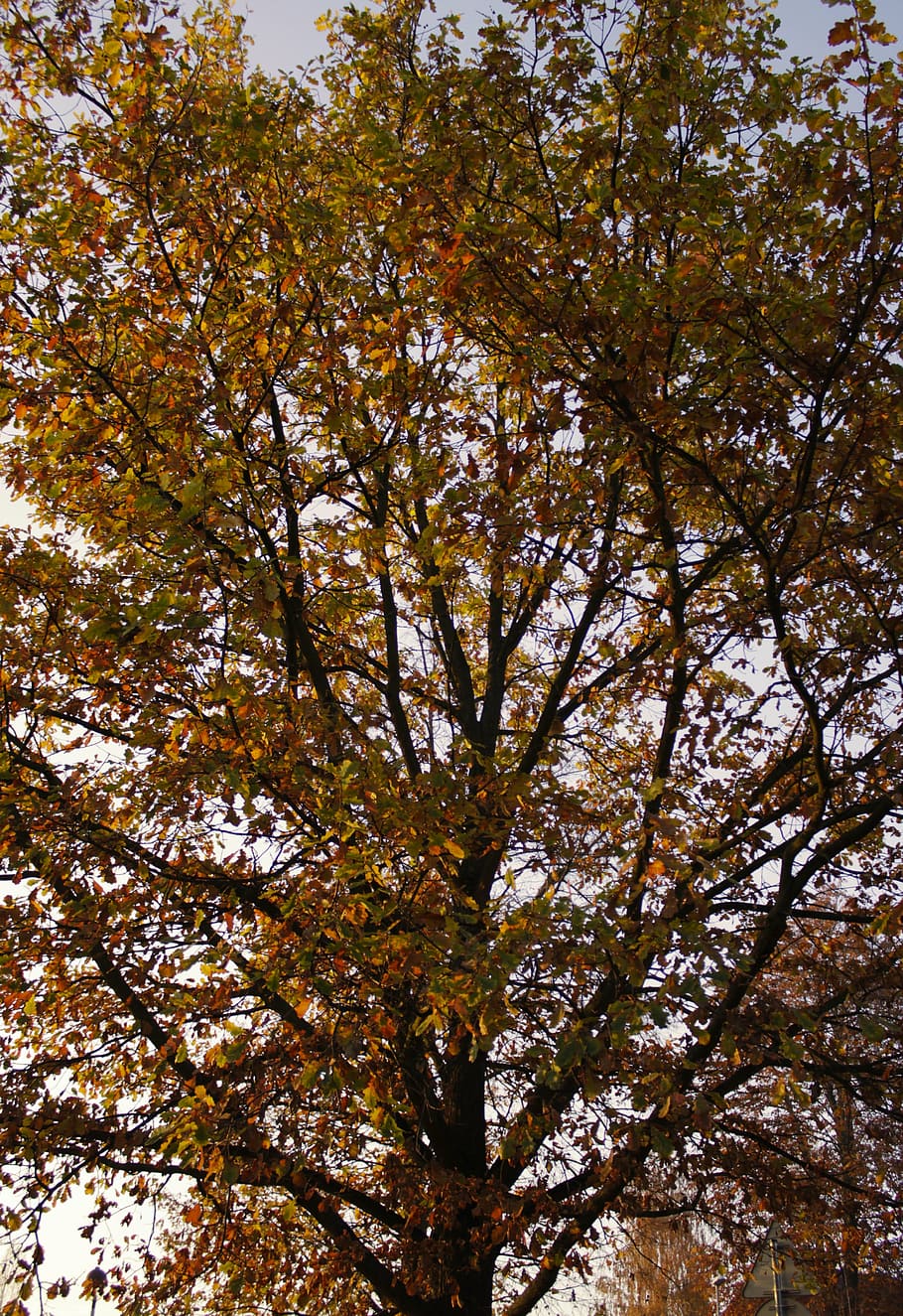 autumn, tree, evening, nature, sunset, west, peace, plant, low angle view HD wallpaper
