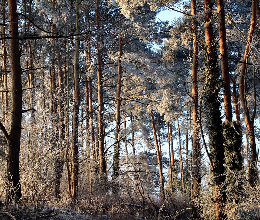 frost, forest, landscape, trees, cold, winter, icy, nature HD wallpaper