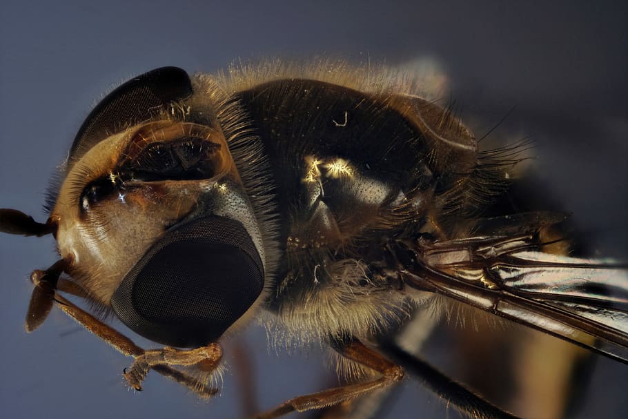 hover fly, compound, close up, insect, macro, fly eye, macro photography HD wallpaper