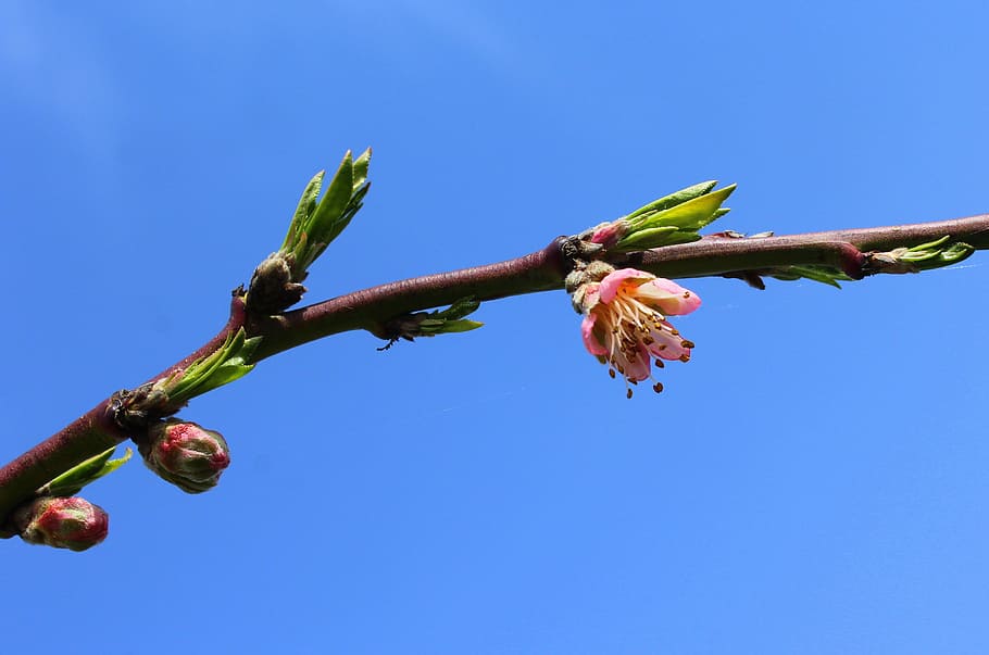 peach, flowering trees, spring, branch, fruit tree, at the court of HD wallpaper