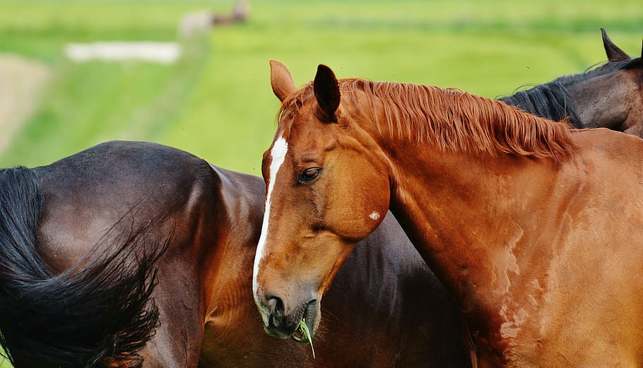 horses, for two, coupling, stallion, eat, paddock, brown, meadow HD wallpaper