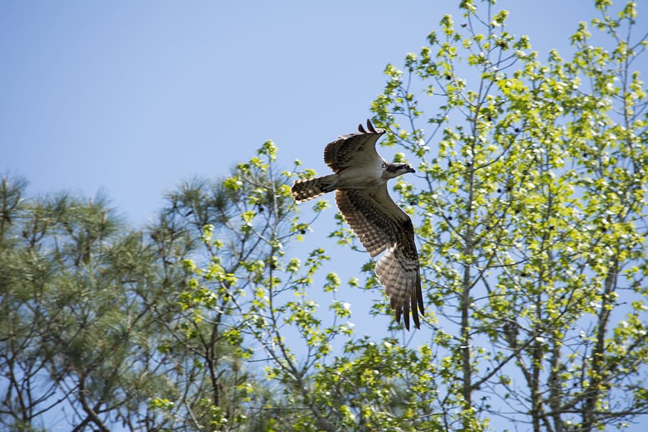 osprey, eagle, raptor, bird, predator, wildlife, animal, feather HD wallpaper