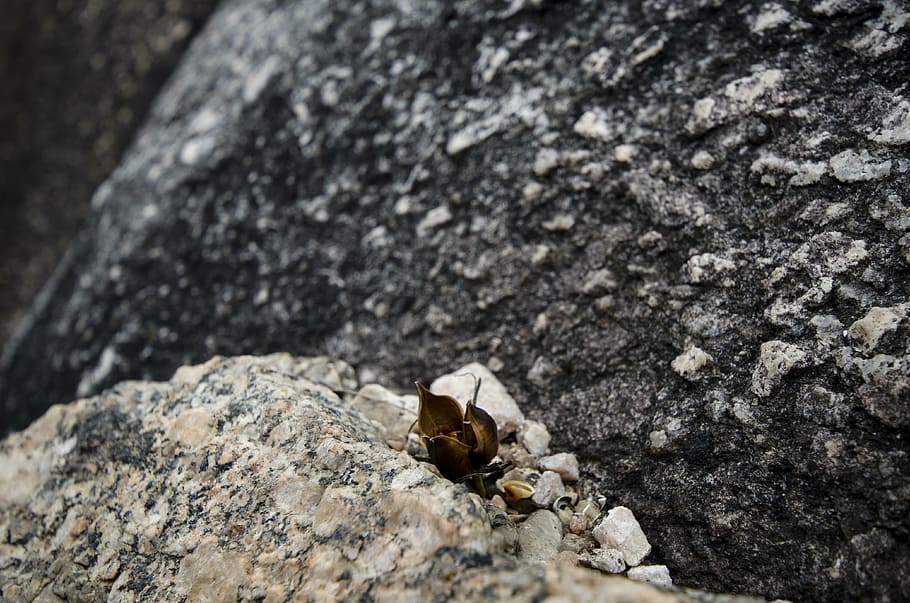 stone, seed, granite, solid, rock - object, animal wildlife HD wallpaper