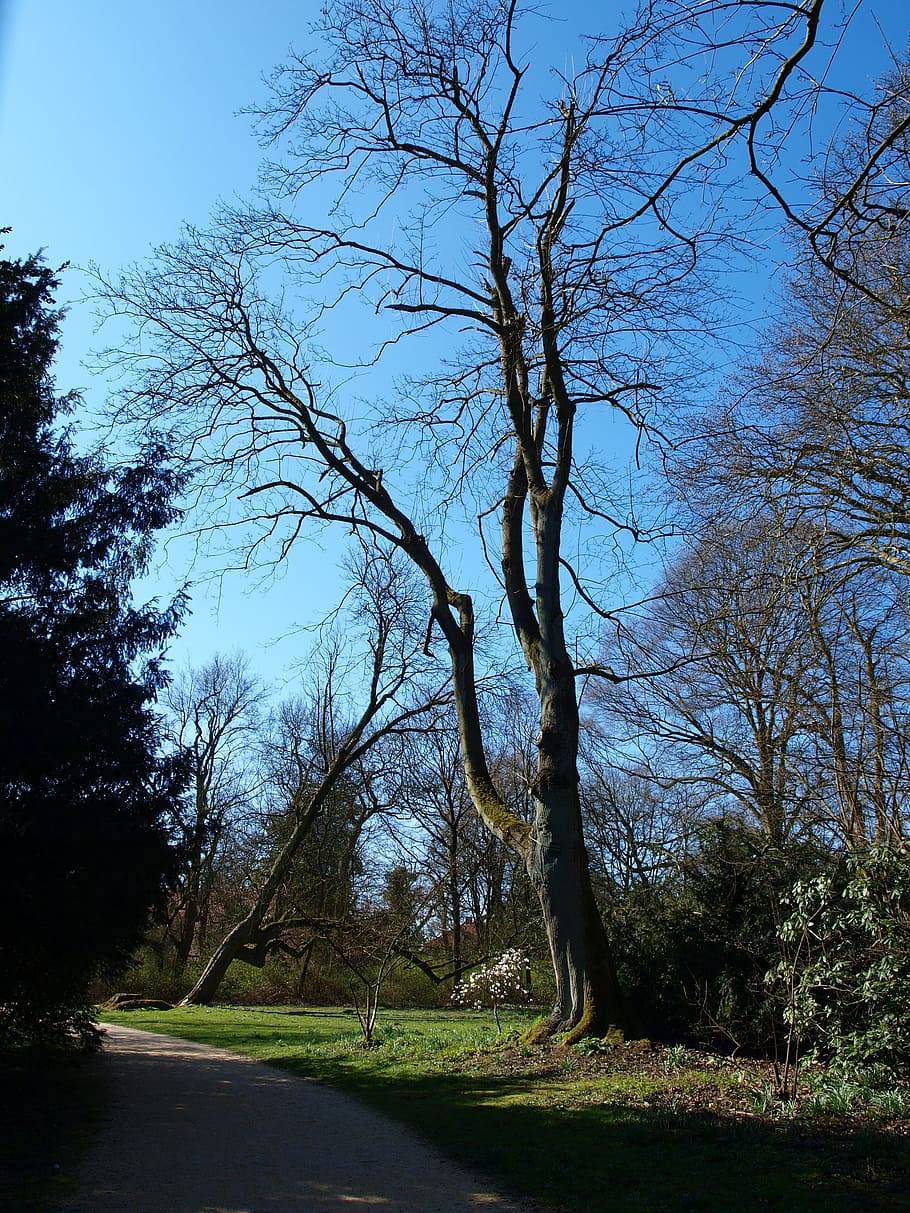 nature, spring, feeling, may, tree, plant, sky, bare tree, land HD wallpaper