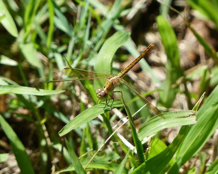 Dragonfly, Yellow, Insect, yellow dragonfly, wing, wildlife HD wallpaper