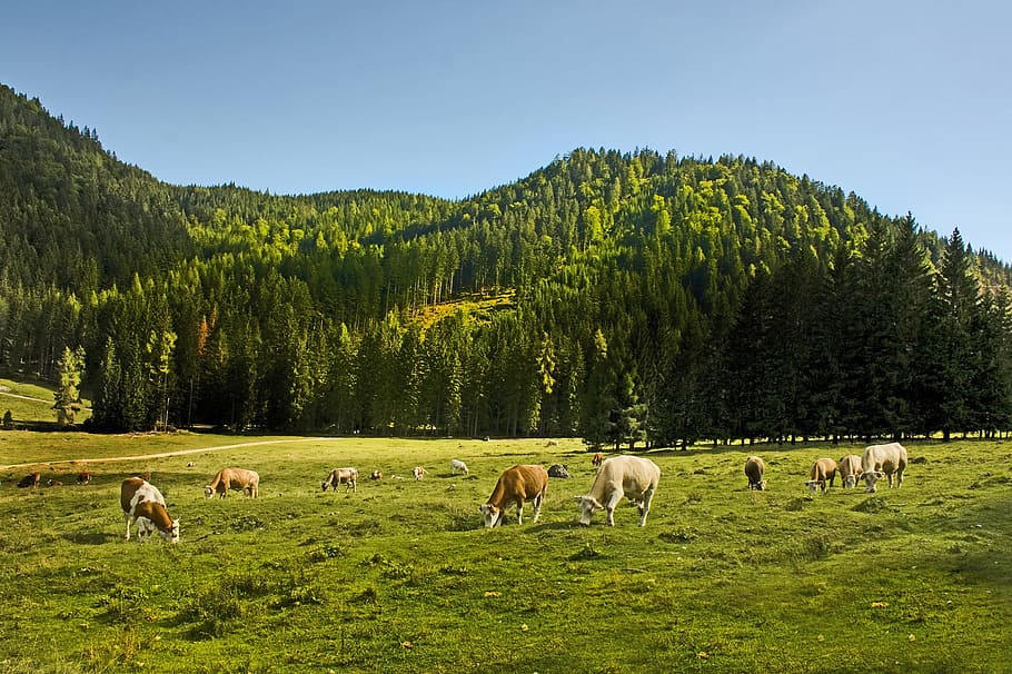 Cows, Allgäu, Bavaria, Field, Graze, calf, sky, summer, pasture, HD wallpaper