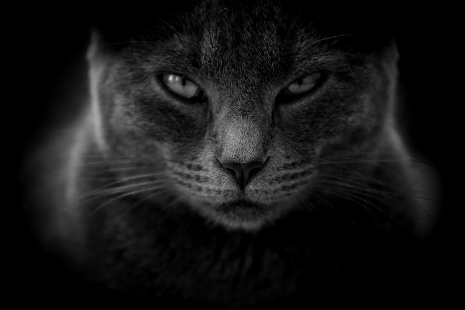 grayscale photography of cat, moody, angry, close up, black and white