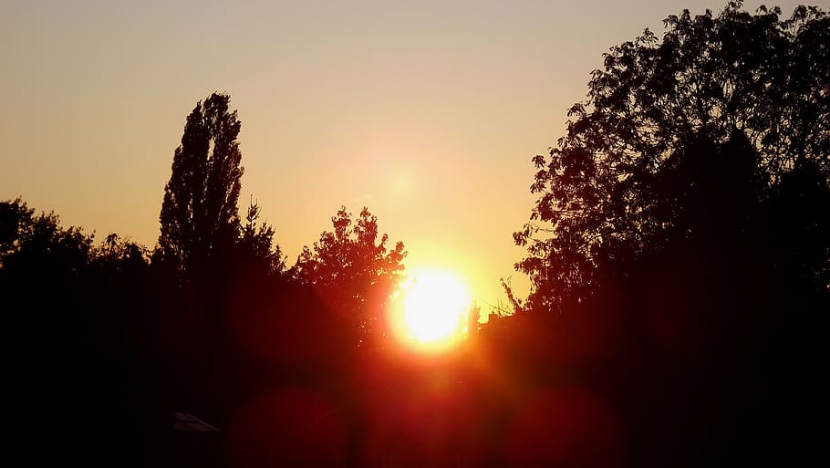 evening sun, sunset, sky, tree, plant, beauty in nature, silhouette HD wallpaper